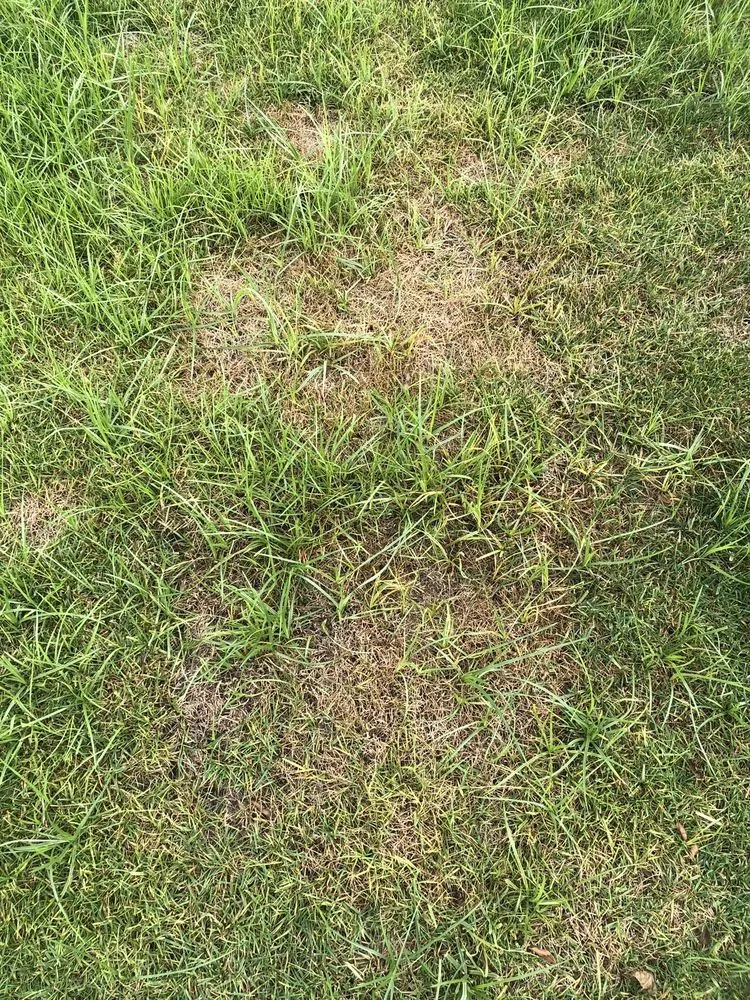 Local lawn mowing service in San Marcos, CA - West Coast Turf