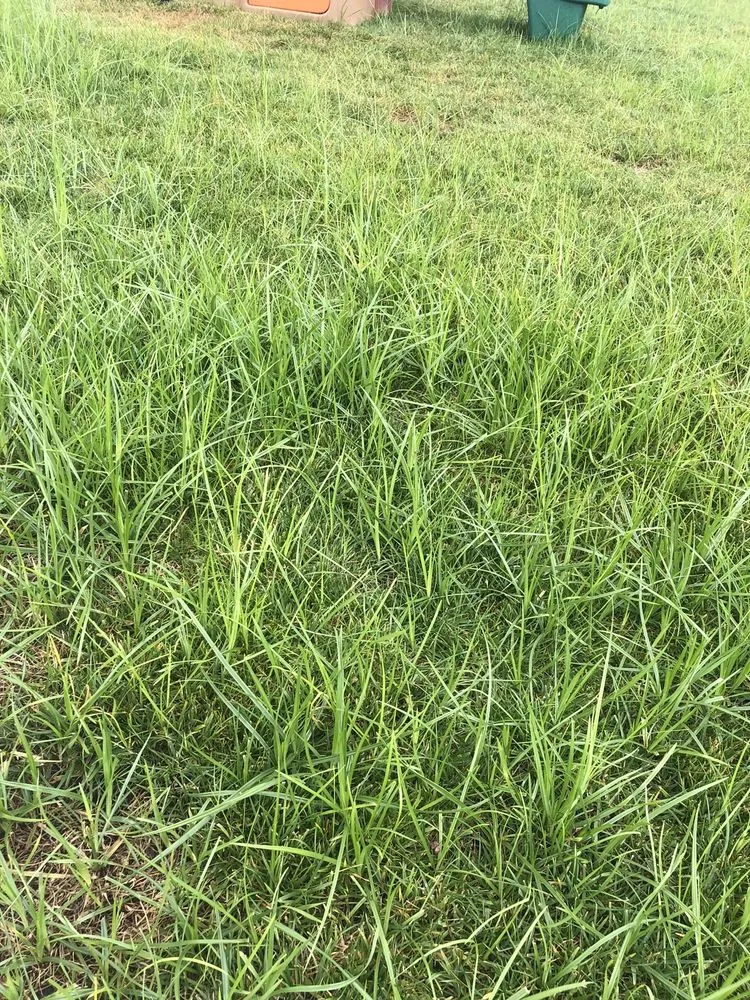 Professional lawn care service in San Marcos, CA - West Coast Turf