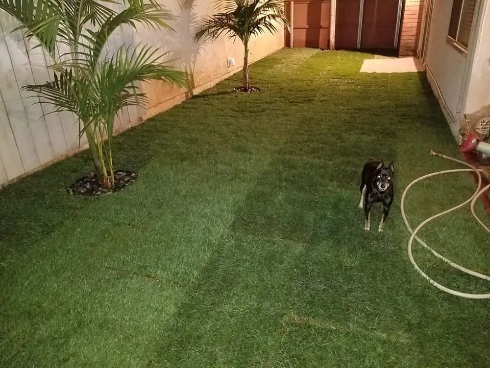 Expert yard maintenance near you in San Marcos, CA by West Coast Turf