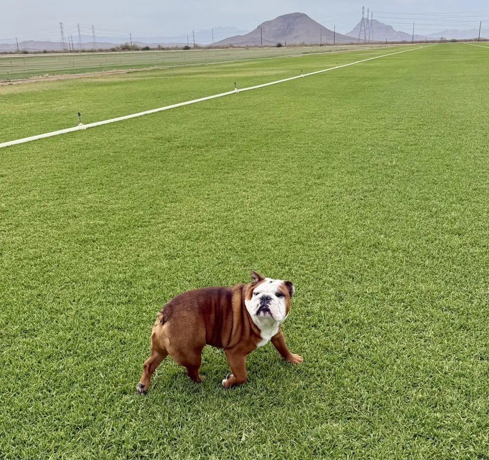 Professional residential landscaping experts serving Scottsdale, AZ - West Coast Turf