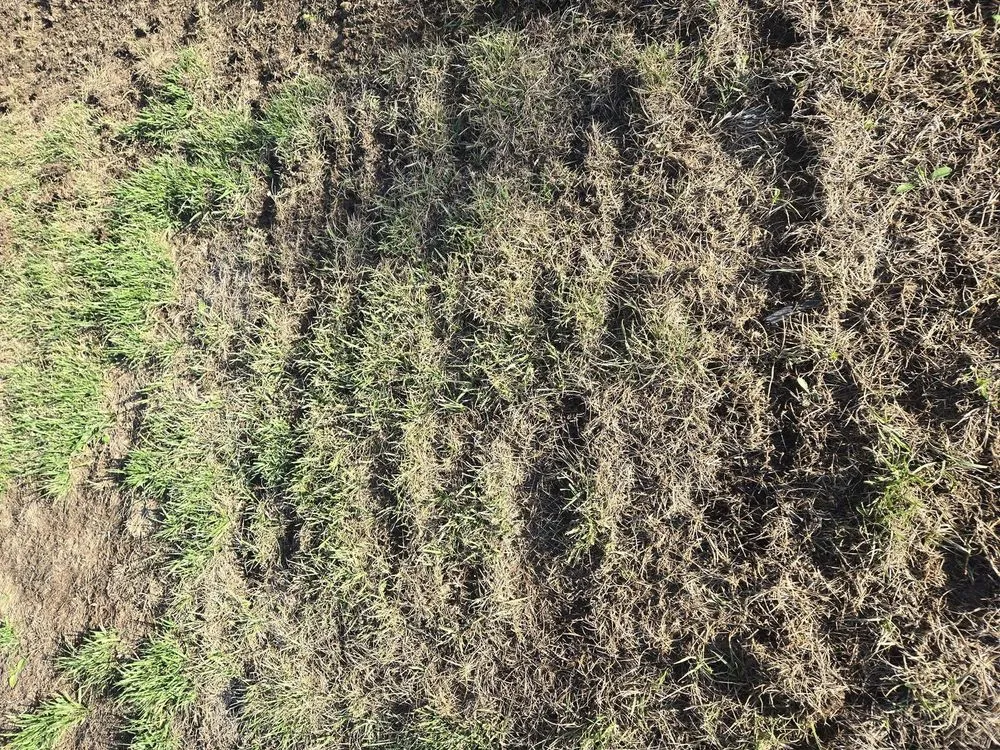 Local yard cleanup service experts serving Winchester, CA - West Coast Turf