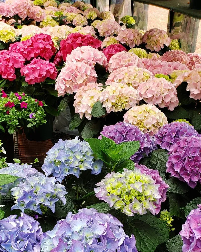 Affordable yard cleanup service experts serving Randolph, MA - West Corner Farm Garden & Landscaping