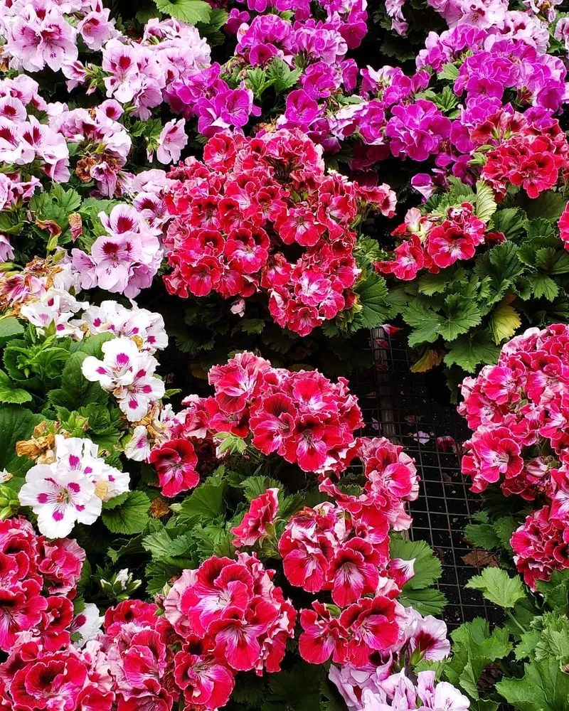 Custom lawn mowing service in Randolph, MA - West Corner Farm Garden & Landscaping