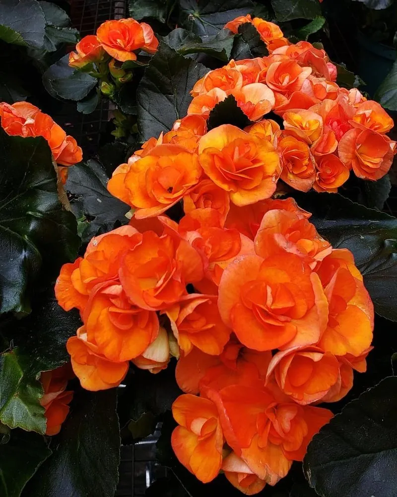 Expert outdoor landscaping in Randolph, MA - West Corner Farm Garden & Landscaping