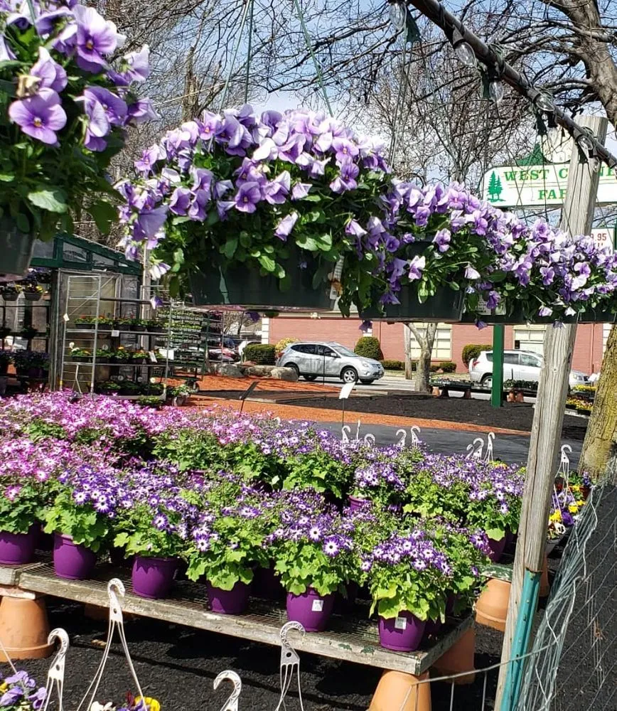 Trusted yard cleanup service experts serving Randolph, MA - West Corner Farm Garden & Landscaping