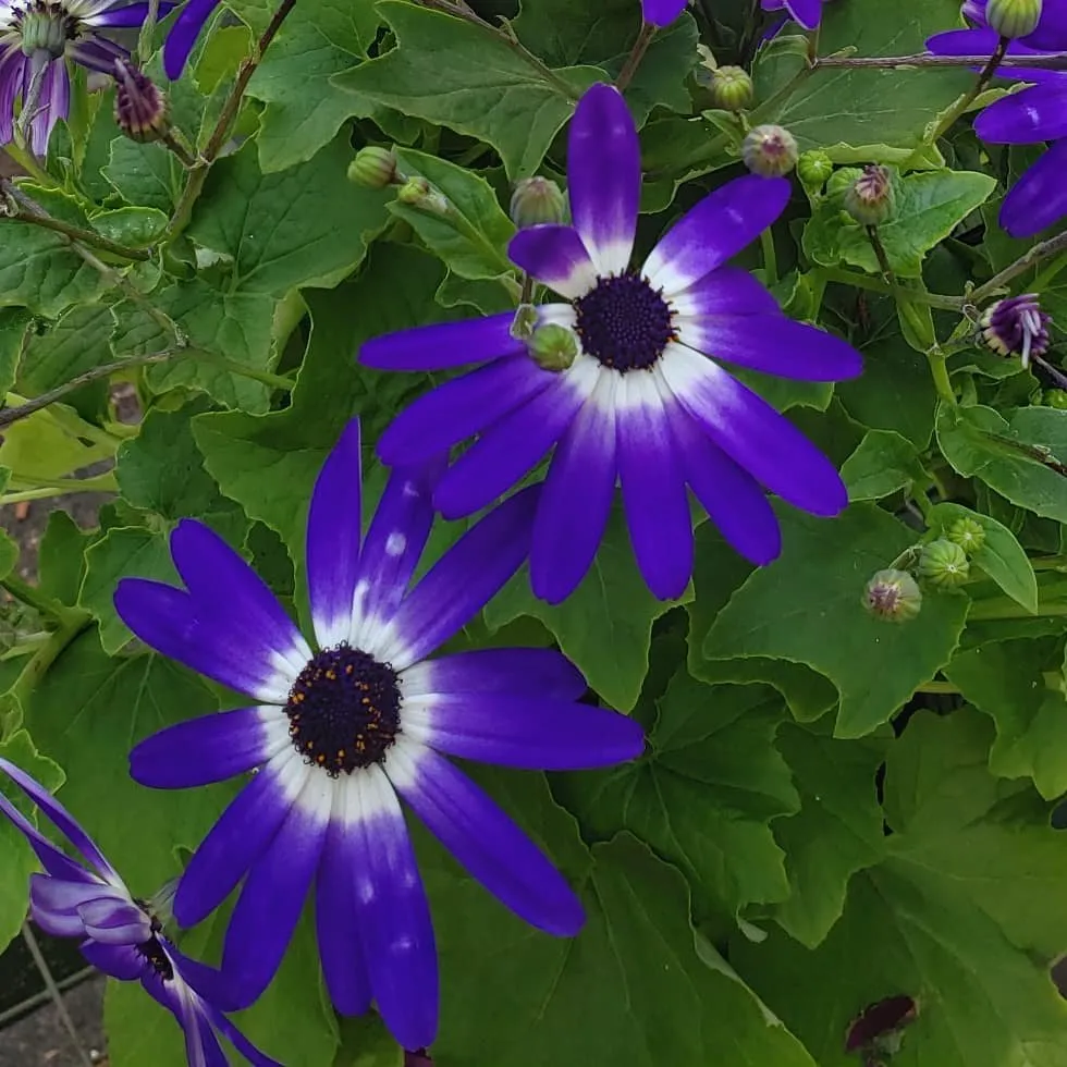 Reliable yard cleanup service in Randolph, MA - West Corner Farm Garden & Landscaping