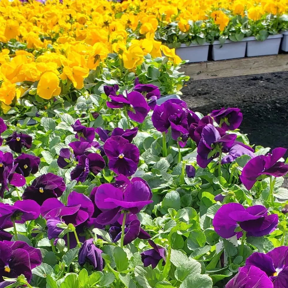 Affordable lawn care service experts serving Randolph, MA - West Corner Farm Garden & Landscaping