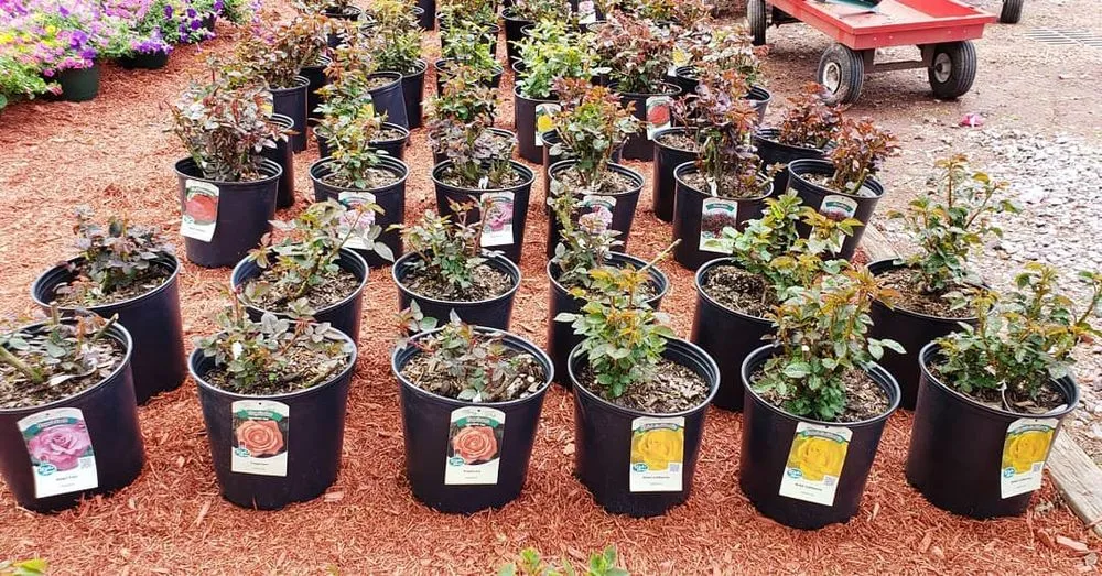 Top-rated landscape installation in Randolph, MA - West Corner Farm Garden & Landscaping