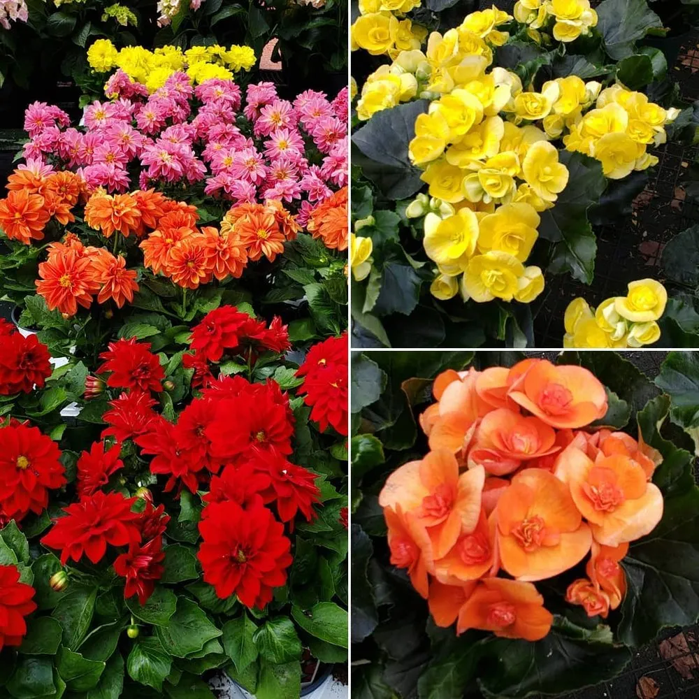 Trusted landscaping services in Randolph, MA by West Corner Farm Garden & Landscaping