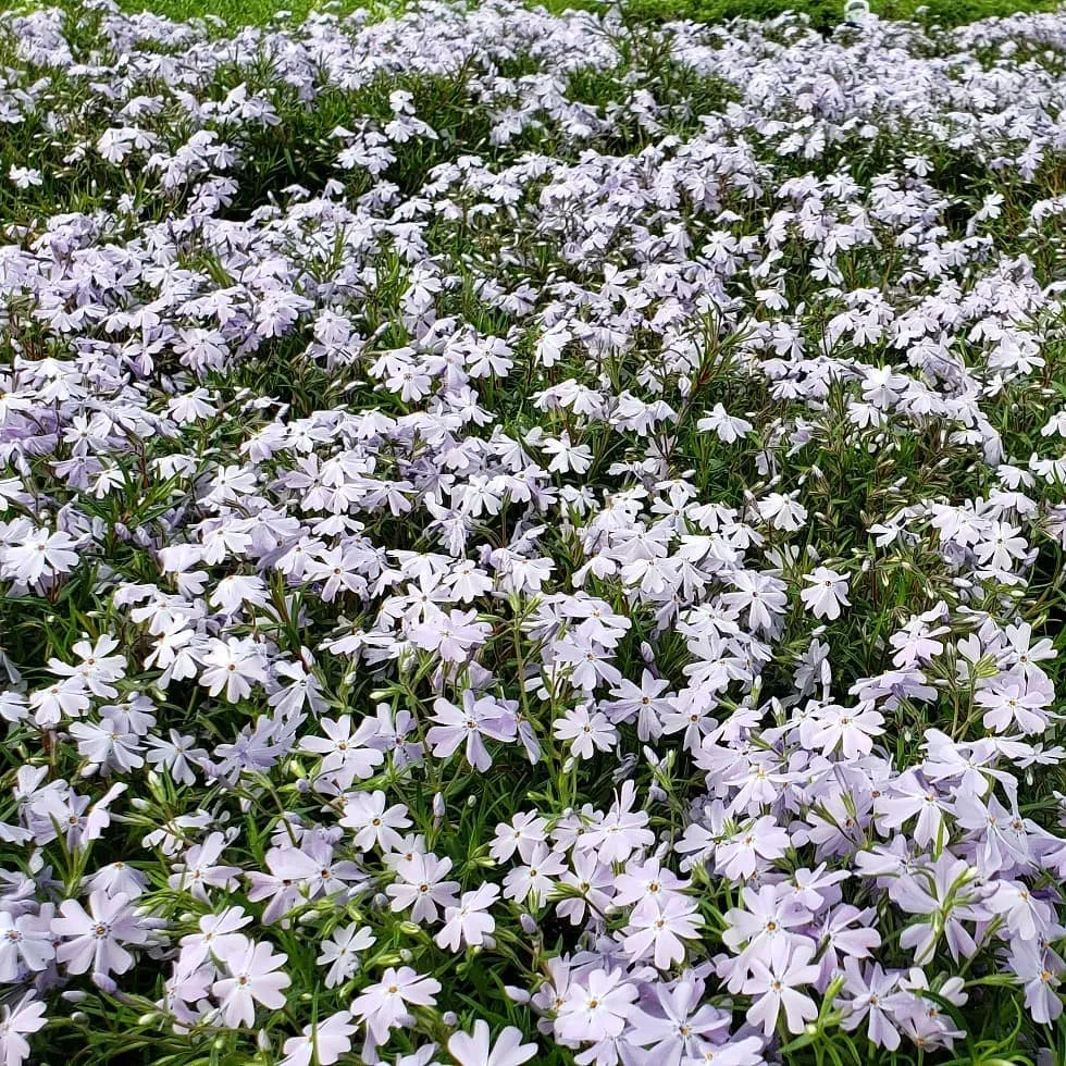 Top-rated residential landscaping for beautiful yards in Randolph, MA by West Corner Farm Garden & Landscaping