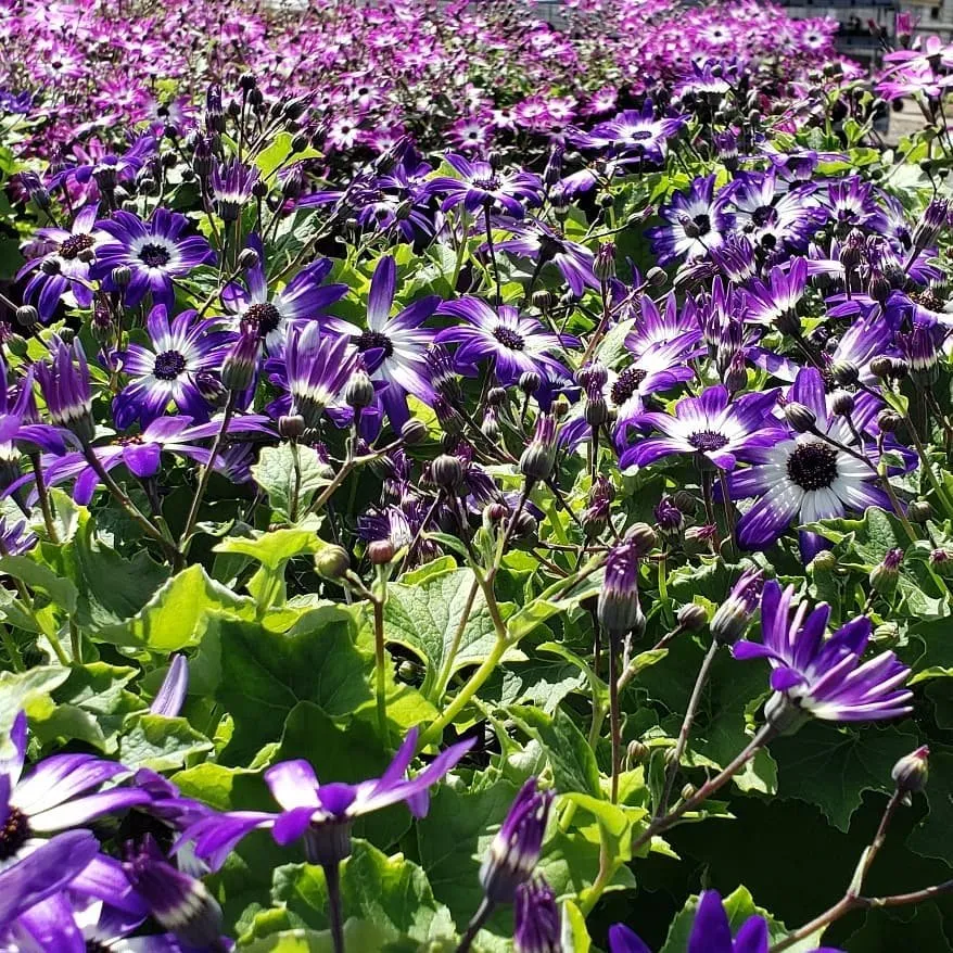 Top-rated residential landscaping for homes across Randolph, MA - West Corner Farm Garden & Landscaping