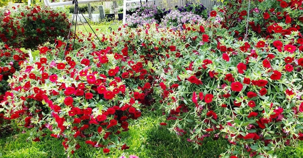 Expert yard cleanup service in Randolph, MA - West Corner Farm Garden & Landscaping