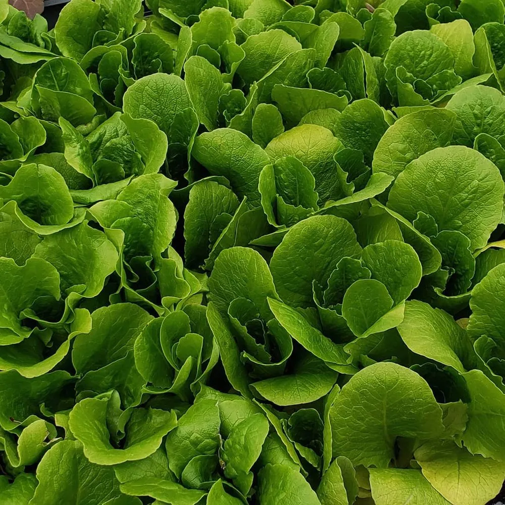 Local yard maintenance for residential properties across Randolph, MA - West Corner Farm Garden & Landscaping