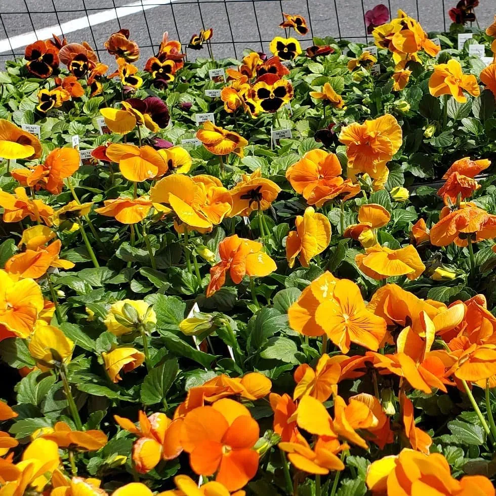 Local yard maintenance in Randolph, MA - West Corner Farm Garden & Landscaping