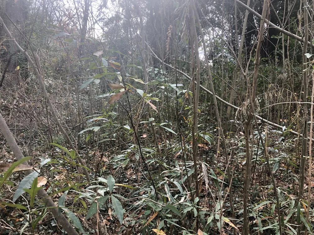 Custom garden landscaping in LaGrange, GA - West Georgia Landscape