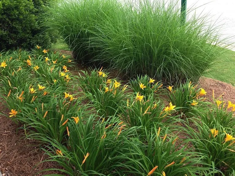 Professional landscaping services for homes across LaGrange, GA - West Georgia Landscape