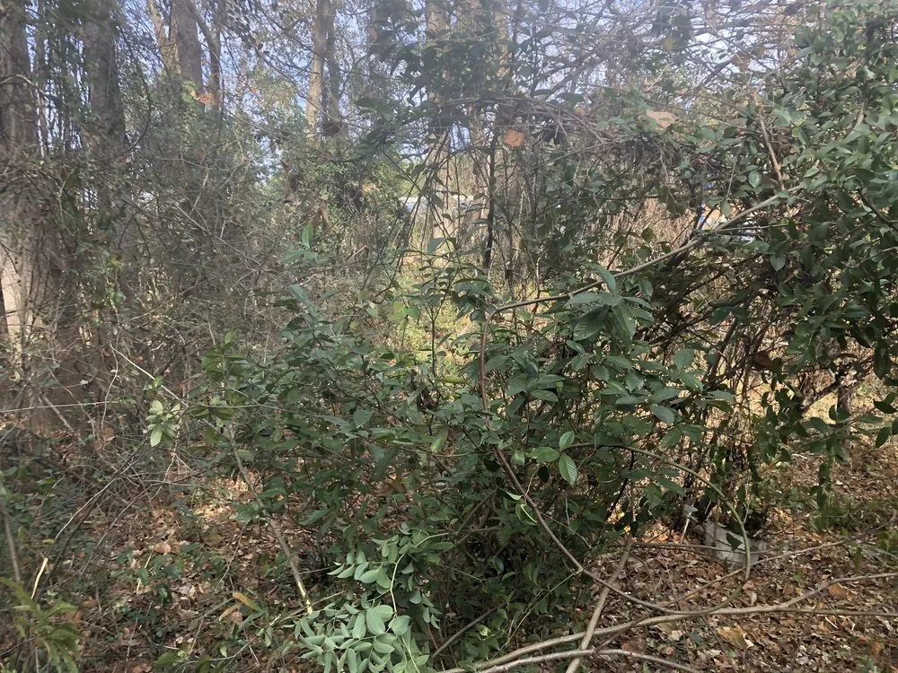 Affordable garden landscaping near you in LaGrange, GA by West Georgia Landscape