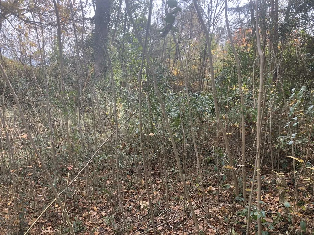 Affordable yard cleanup service for residential properties in LaGrange, GA by West Georgia Landscape