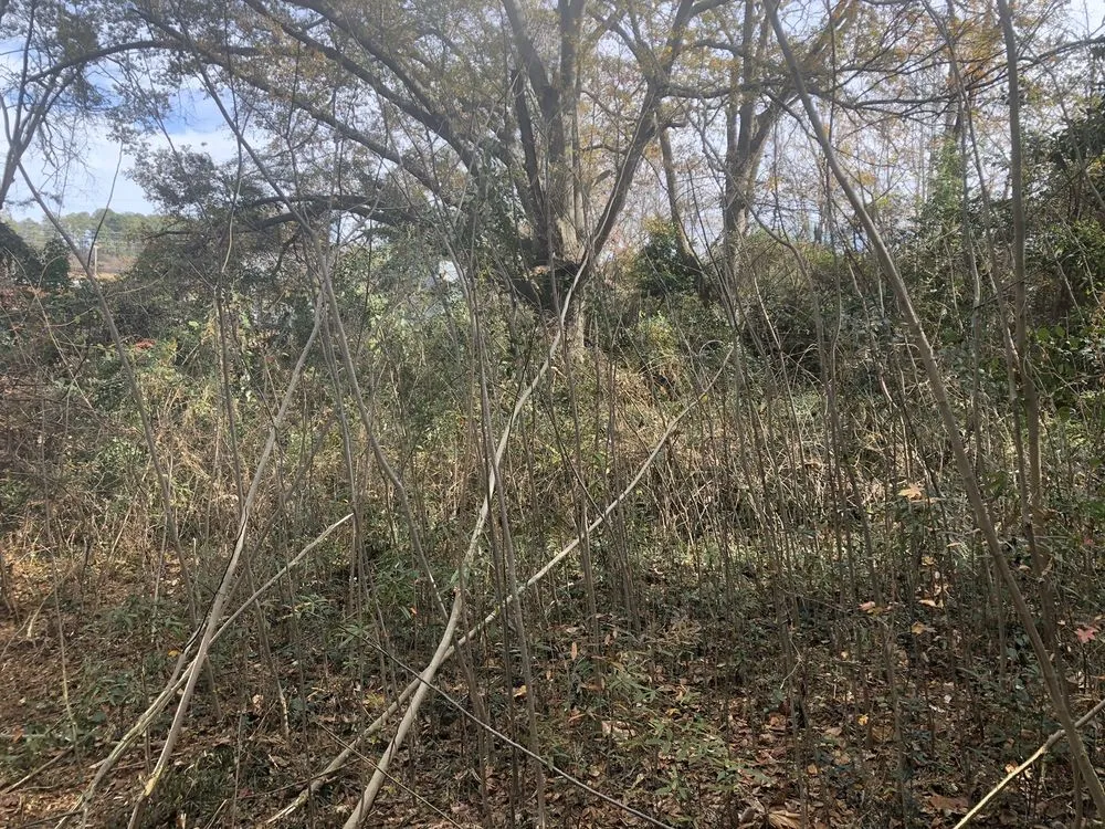 Local yard cleanup service for outdoor upgrades across LaGrange, GA - West Georgia Landscape