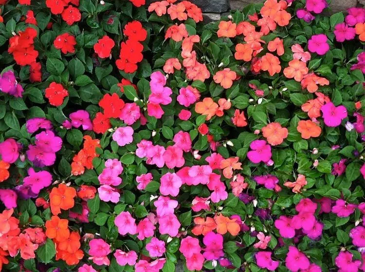 Reliable landscaping services for residential properties in LaGrange, GA by West Georgia Landscape