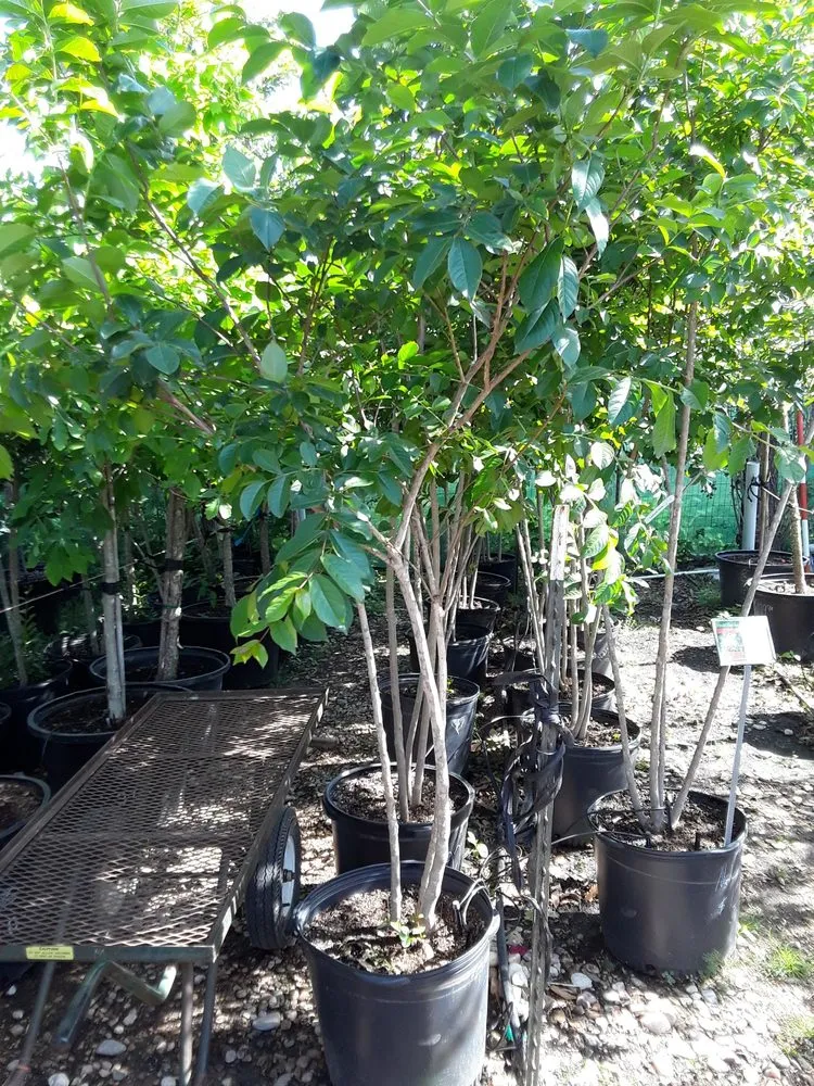 Affordable garden landscaping experts serving Austin, TX - West Landscaping And Construction Services