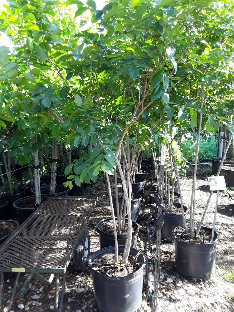 Top-rated landscape installation in Austin, TX by West Landscaping And Construction Services