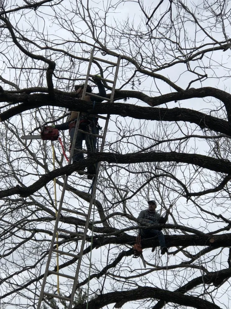 Expert yard maintenance in Austin, TX by West Landscaping And Construction Services