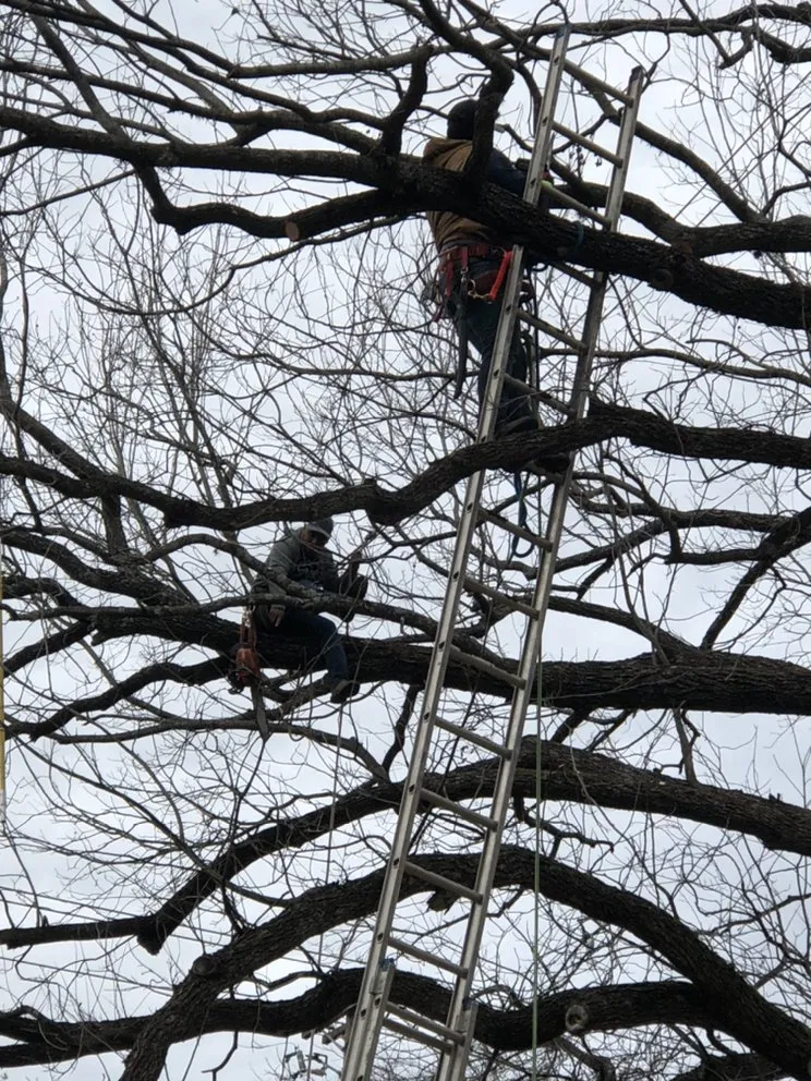 Affordable yard cleanup service for outdoor upgrades in Austin, TX by West Landscaping And Construction Services