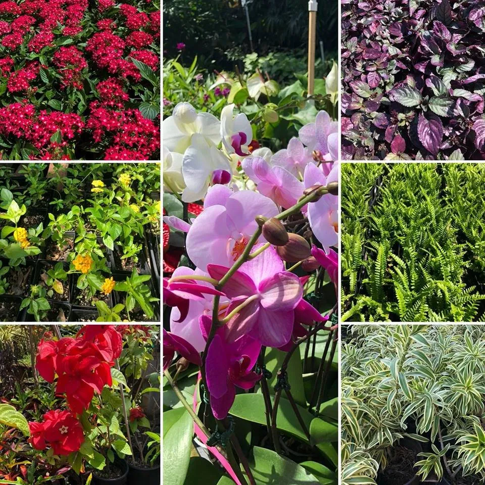 Trusted residential landscaping experts serving Lahaina, HI - West Maui Irrigation & Nursery Supply