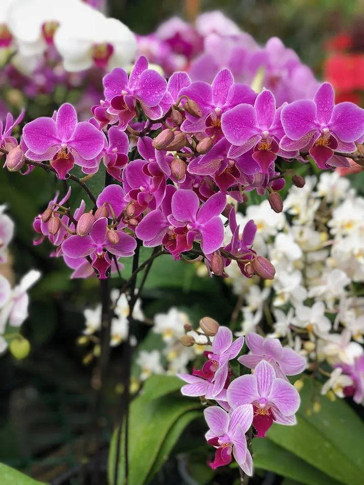 Top-rated residential landscaping in Lahaina, HI - West Maui Irrigation & Nursery Supply