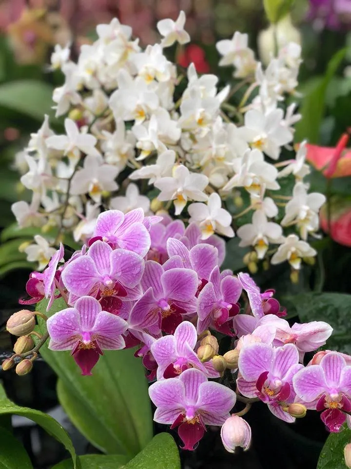 Trusted lawn care service in Lahaina, HI - West Maui Irrigation & Nursery Supply