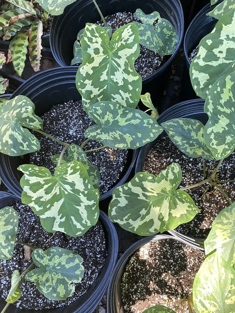 Professional lawn care service experts serving Lahaina, HI - West Maui Irrigation & Nursery Supply