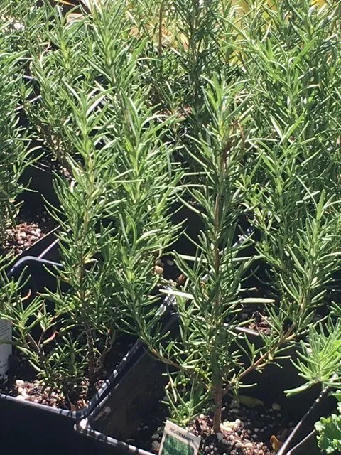 Expert lawn mowing service experts serving Lahaina, HI - West Maui Irrigation & Nursery Supply