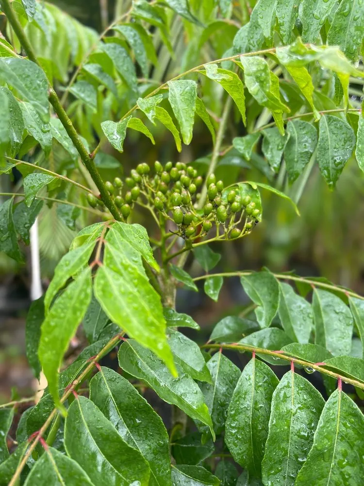 Reliable landscape design for outdoor upgrades across Lahaina, HI - West Maui Irrigation & Nursery Supply