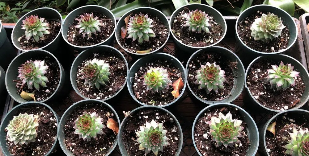 Custom yard cleanup service experts serving Lahaina, HI - West Maui Irrigation & Nursery Supply