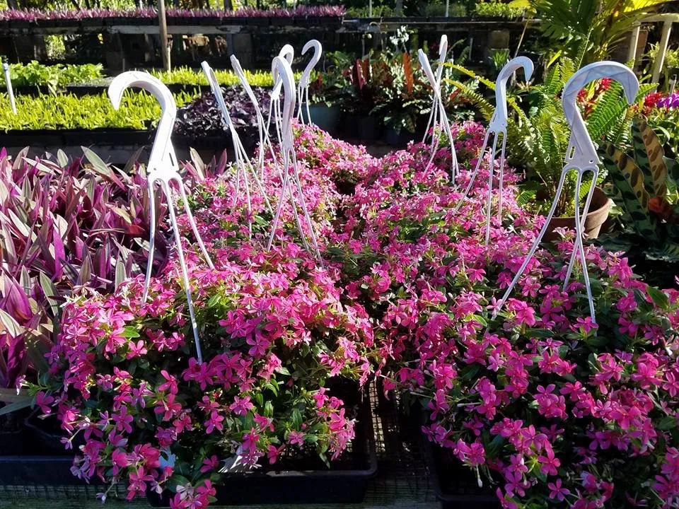 Affordable residential landscaping with custom design in Lahaina, HI by West Maui Irrigation & Nursery Supply