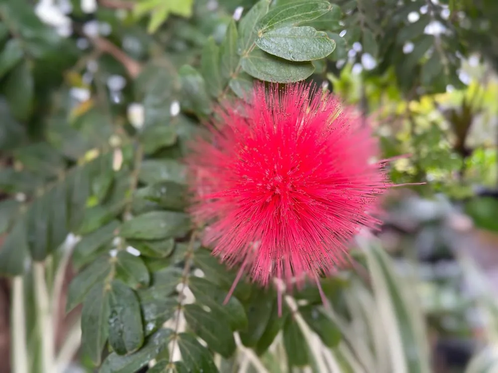 Affordable landscape installation in Lahaina, HI - West Maui Irrigation & Nursery Supply