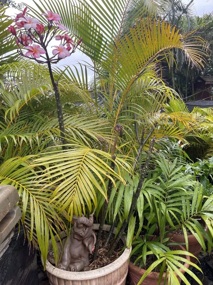 Expert lawn mowing service experts serving Lahaina, HI - West Maui Irrigation & Nursery Supply