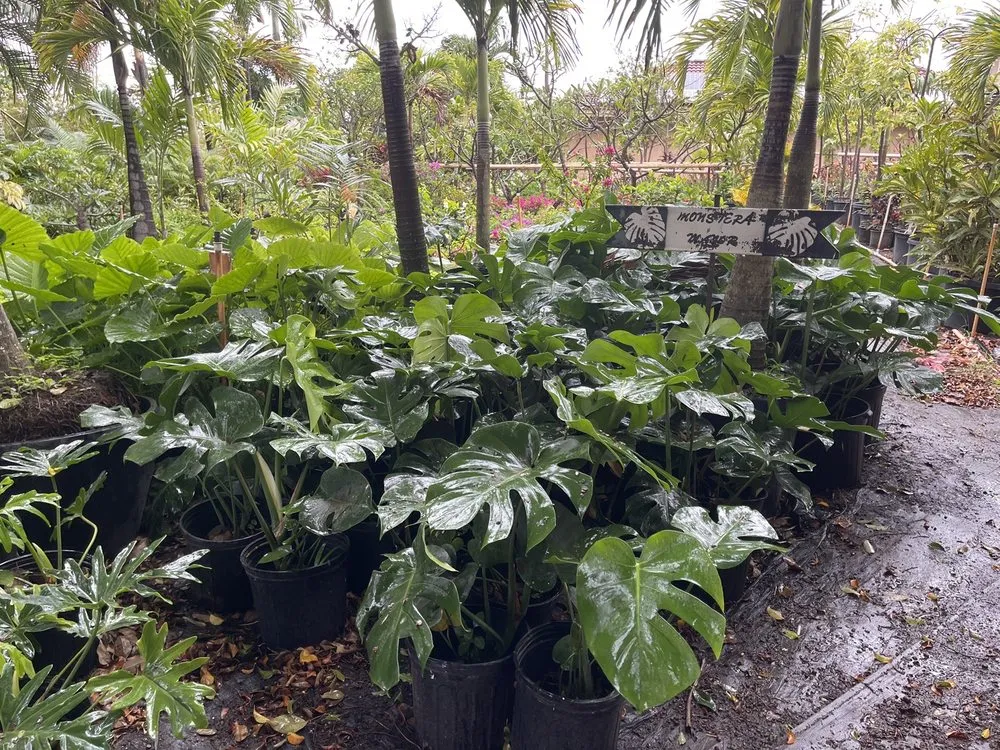 Affordable outdoor landscaping with custom design across Lahaina, HI - West Maui Irrigation & Nursery Supply