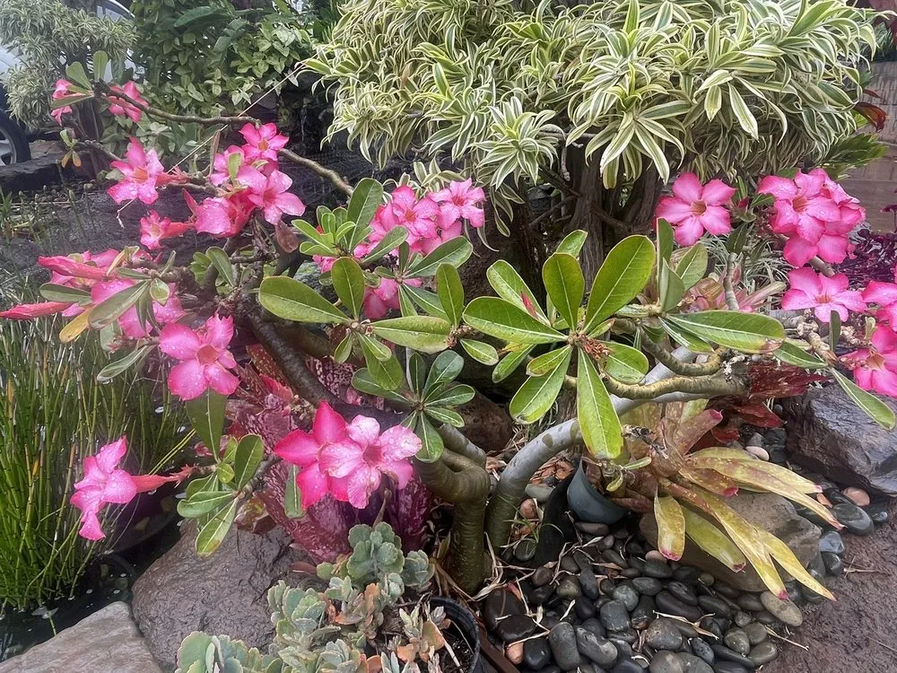 Top-rated landscape design for homes in Lahaina, HI by West Maui Irrigation & Nursery Supply