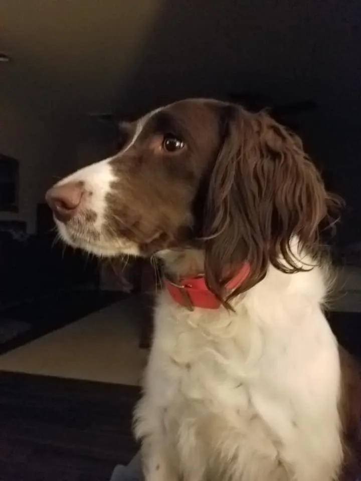 Trusted yard maintenance in Lowell, MA by West Meadow Landscaping