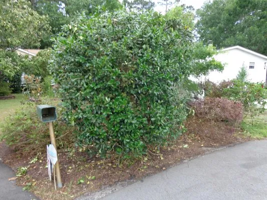 West of the Carolina's Landscaping Logo