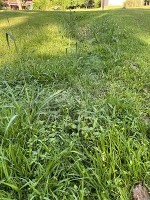 West Ouachita Lawncare Logo
