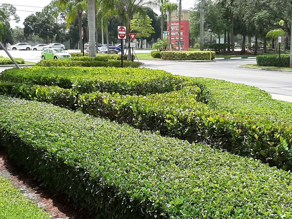 Affordable yard cleanup service experts serving West Palm Beach, FL - West Palm Beach Lawn Mowing