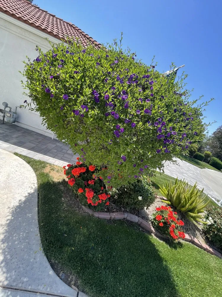 Custom lawn care service for year-round maintenance across Littlerock, CA - West Pro Landscape