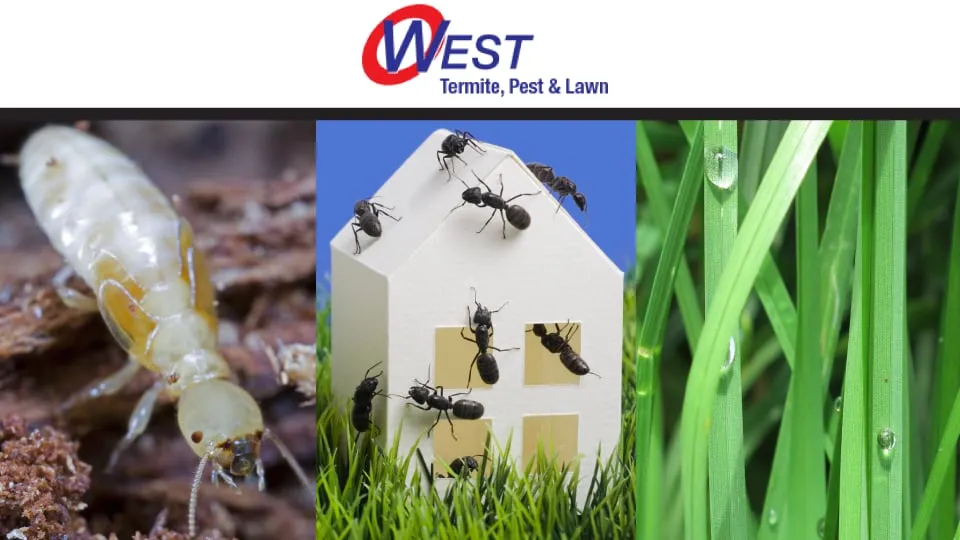 Trusted landscape design for homes across Lowell, AR - West Termite, Pest & Lawn