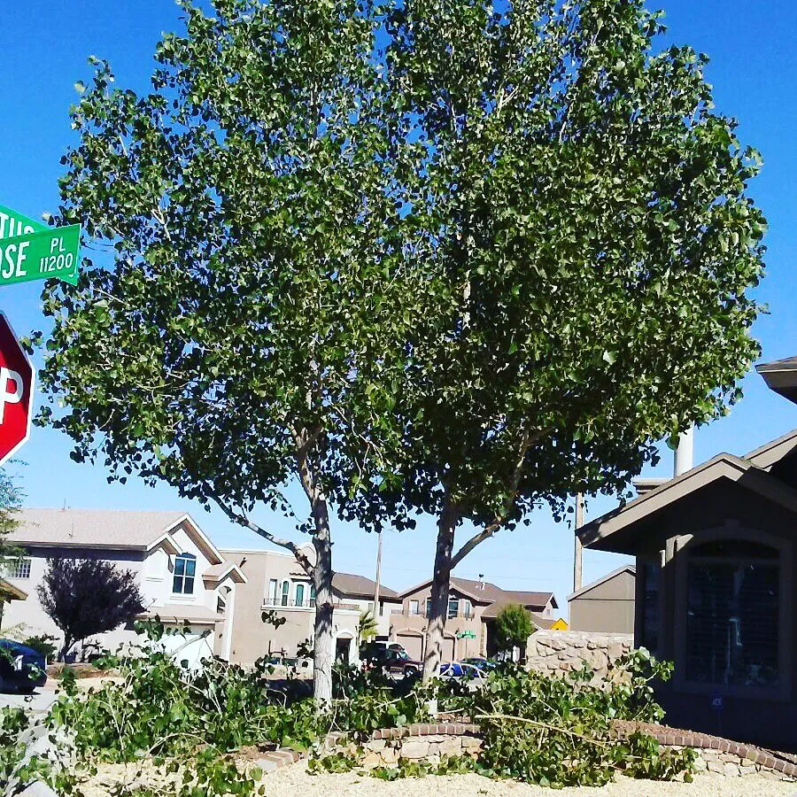 Trusted yard cleanup service experts serving El Paso, TX - West Texas - Landscaping & Lawn Maintenance