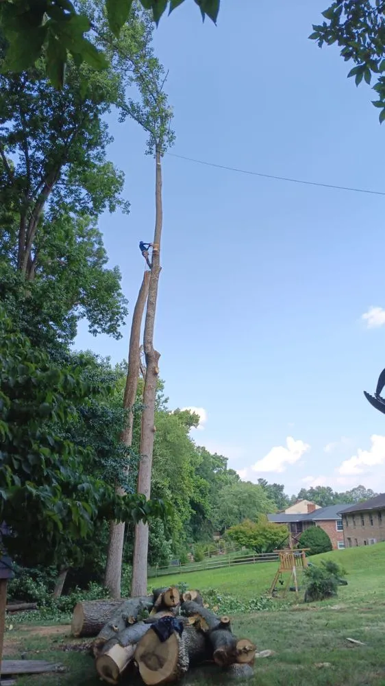 Top-rated landscape design in Severn, MD - West Tree Services