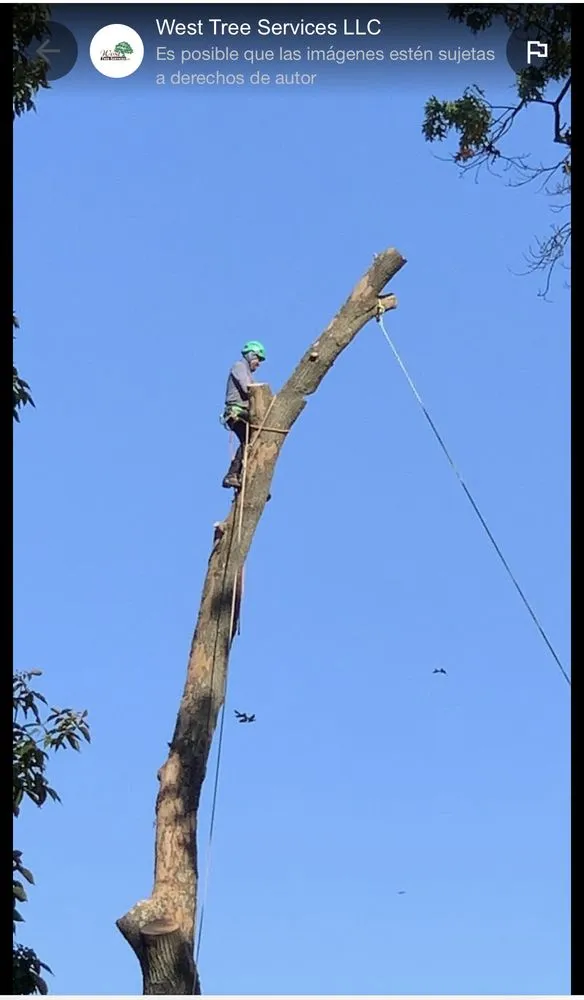 Expert landscape design experts serving Severn, MD - West Tree Services