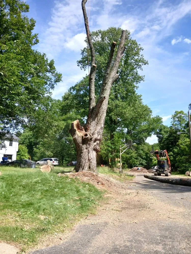 Top-rated landscape installation for homes across Severn, MD - West Tree Services